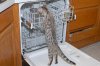 Elsa-6.JPG