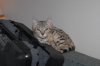 Elsa-2.JPG