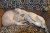 TheCats.jpg