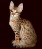 Simba 2012 1229 01a.jpg
