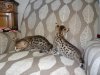 DSC03333.JPG