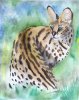 ServalWatercolor.jpg