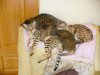 my cats back of chair 007.JPG