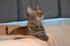 dsc_0026crop.jpg