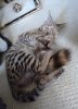 tail.jpg