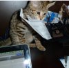 helper2.jpg