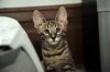 Dec17-13-DSC_9796-lila-face.jpg