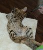belly.jpg