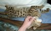 chin scratch.jpg chin scratch.jpg