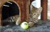 ball.jpg
