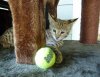 ball1.jpg