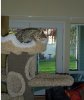 cat tree top.jpg