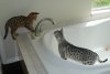 4 tub a.jpg