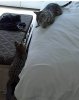 8 peekaboo 4.jpg
