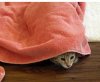 towel.jpg towel.jpg