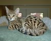 cat tree rest.jpg cat tree rest.jpg