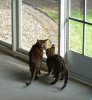 Taji sniff.jpg Taji sniff.jpg