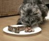 catt-bone.jpg