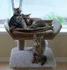 3 on a perch.jpg