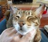 chinscratch.jpg chinscratch.jpg