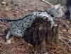 ImageUploadedByTapatalk1401765991.284305.jpg