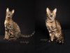 Zak-then-now.jpg Zak-then-now.jpg
