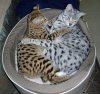 cuddle2.jpg