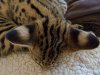 airplane ears.jpg