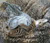 kitteh porno.jpg