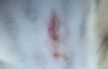 Incision-6-8-14-1.jpg