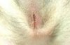 Incision-6-11-14- 1.jpg