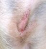Incision-6-14-14- 1.jpg