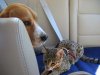 Strapped in for the Ride.jpg Strapped in for the Ride.jpg