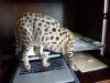 typing.jpg