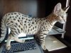 typing 2.jpg