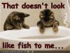 notafish.jpg