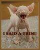 trim.jpg