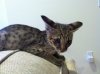 Baby Jarvis 5 17 12.jpg