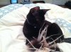 Diablo at 6 months.jpg