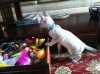 Mickey discovers the toy drawer 2012-09-16 16.28.53.jpg