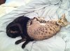 Miceky and D cuddling.jpg