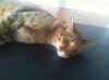 Jarvis the yoga kitty.jpg