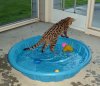 pool.jpg