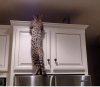 fridge 2.jpg