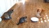 CatsatPlay.jpg