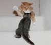 catsmeet1.jpg