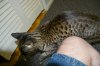 dsc_0035enh.jpg