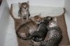 Siri kittens 2014 0720 01.JPG