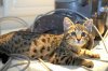 071014Nala.dng.jpg