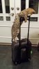 suitcase.jpg